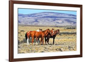 Patagonian Pampas on a Summer Day. the Herd of Wild Mustangs-kavram-Framed Photographic Print