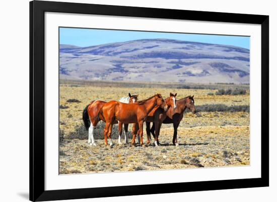 Patagonian Pampas on a Summer Day. the Herd of Wild Mustangs-kavram-Framed Photographic Print