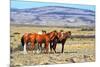 Patagonian Pampas on a Summer Day. the Herd of Wild Mustangs-kavram-Mounted Photographic Print