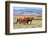 Patagonian Pampas on a Summer Day. the Herd of Wild Mustangs-kavram-Framed Photographic Print