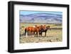 Patagonian Pampas on a Summer Day. the Herd of Wild Mustangs-kavram-Framed Photographic Print