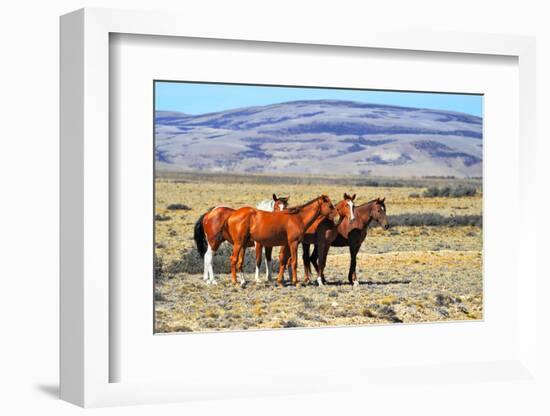 Patagonian Pampas on a Summer Day. the Herd of Wild Mustangs-kavram-Framed Photographic Print