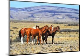 Patagonian Pampas on a Summer Day. the Herd of Wild Mustangs-kavram-Mounted Photographic Print