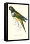 Patagonian Parakeet Macaw - Cyanoliseus Patagonus-Edward Lear-Framed Stretched Canvas