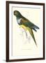 Patagonian Parakeet Macaw - Cyanoliseus Patagonus-Edward Lear-Framed Art Print