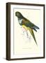 Patagonian Parakeet Macaw - Cyanoliseus Patagonus-Edward Lear-Framed Art Print