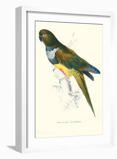 Patagonian Parakeet Macaw - Cyanoliseus Patagonus-Edward Lear-Framed Art Print