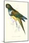 Patagonian Parakeet Macaw - Cyanoliseus Patagonus-Edward Lear-Mounted Art Print