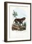 Patas Monkey, 1863-79-Raimundo Petraroja-Framed Giclee Print