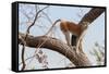 Patas monkey on a tree branch at roadside, The Gambia-Bernard Castelein-Framed Stretched Canvas