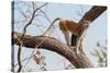 Patas monkey on a tree branch at roadside, The Gambia-Bernard Castelein-Stretched Canvas