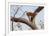 Patas monkey on a tree branch at roadside, The Gambia-Bernard Castelein-Framed Photographic Print