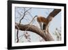 Patas monkey on a tree branch at roadside, The Gambia-Bernard Castelein-Framed Photographic Print