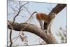 Patas monkey on a tree branch at roadside, The Gambia-Bernard Castelein-Mounted Photographic Print