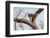 Patas monkey on a tree branch at roadside, The Gambia-Bernard Castelein-Framed Photographic Print