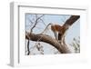 Patas monkey on a tree branch at roadside, The Gambia-Bernard Castelein-Framed Photographic Print