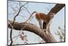 Patas monkey on a tree branch at roadside, The Gambia-Bernard Castelein-Mounted Photographic Print