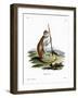 Patas Monkey-null-Framed Giclee Print