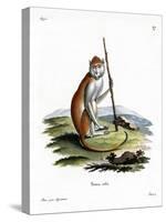 Patas Monkey-null-Stretched Canvas