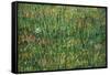 Patch of Grass by Van Gogh-Vincent van Gogh-Framed Stretched Canvas