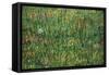 Patch of Grass by Van Gogh-Vincent van Gogh-Framed Stretched Canvas