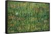 Patch of Grass by Van Gogh-Vincent van Gogh-Framed Stretched Canvas