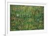Patch of Grass-Vincent van Gogh-Framed Premium Giclee Print