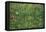 Patch of Grass-Vincent van Gogh-Framed Stretched Canvas