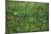 Patch of Grass-Vincent van Gogh-Mounted Premium Giclee Print