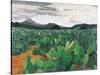 Patch of Prickly Pears on the Way to Tulancingo (Cloudy Sky) 2004-Pedro Diego Alvarado-Stretched Canvas