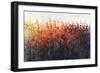 Patches In Bloom III-Tim O'toole-Framed Giclee Print