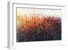 Patches In Bloom III-Tim O'toole-Framed Giclee Print