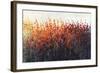 Patches In Bloom III-Tim O'toole-Framed Giclee Print