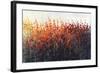 Patches In Bloom III-Tim O'toole-Framed Giclee Print