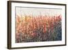 Patches In Bloom IV-Tim O'toole-Framed Giclee Print