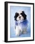 Patches-Rachael Hale-Framed Photographic Print
