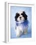 Patches-Rachael Hale-Framed Photographic Print