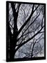 Patchwork Branches-Tim Nyberg-Stretched Canvas