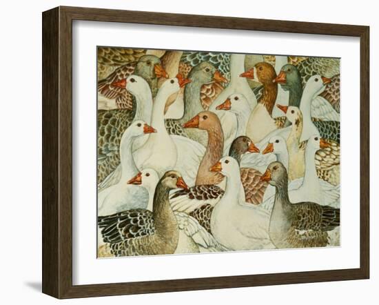 Patchwork Geese-Ditz-Framed Giclee Print