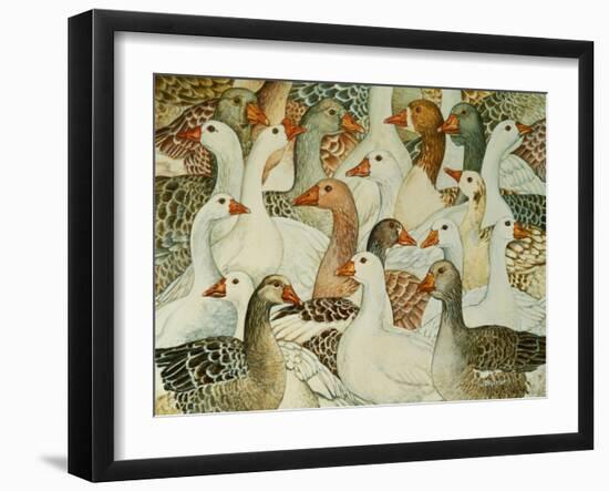 Patchwork Geese-Ditz-Framed Giclee Print