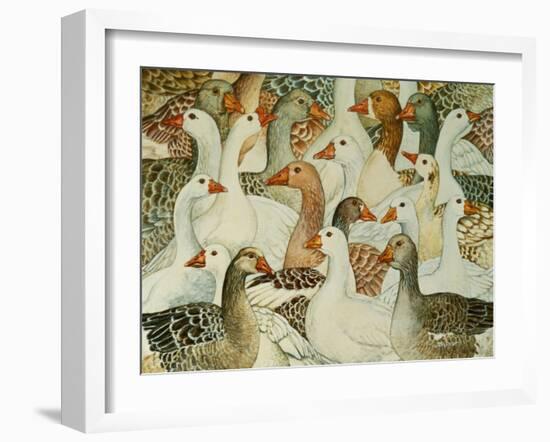 Patchwork Geese-Ditz-Framed Giclee Print