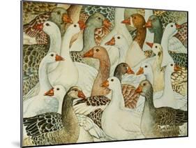 Patchwork Geese-Ditz-Mounted Giclee Print