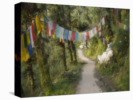 Path and Prayer Flags, Mcleod Ganj, Dharamsala, Himachal Pradesh State, India-Jochen Schlenker-Stretched Canvas