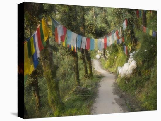 Path and Prayer Flags, Mcleod Ganj, Dharamsala, Himachal Pradesh State, India-Jochen Schlenker-Stretched Canvas