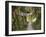 Path and Prayer Flags, Mcleod Ganj, Dharamsala, Himachal Pradesh State, India-Jochen Schlenker-Framed Photographic Print