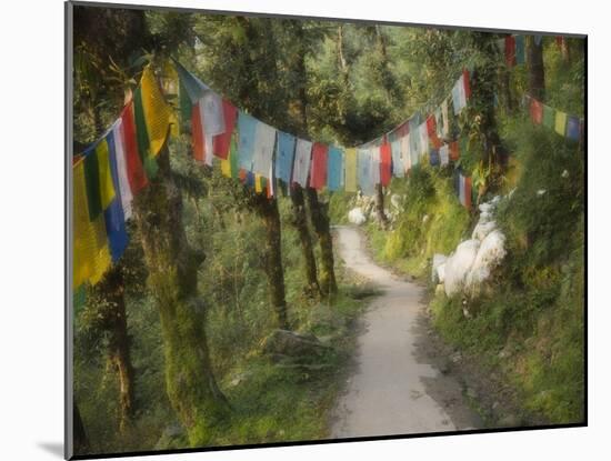 Path and Prayer Flags, Mcleod Ganj, Dharamsala, Himachal Pradesh State, India-Jochen Schlenker-Mounted Photographic Print