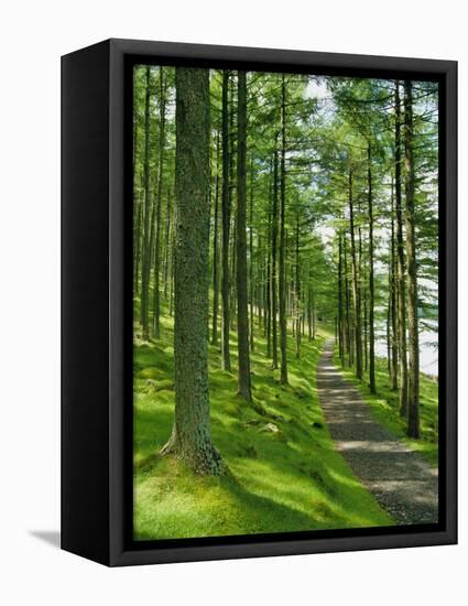 Path and Sunlight Through Pine Trees, Burtness Wood, Near Buttermere, Cumbria, England-Neale Clarke-Framed Stretched Canvas