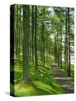 Path and Sunlight Through Pine Trees, Burtness Wood, Near Buttermere, Cumbria, England-Neale Clarke-Stretched Canvas