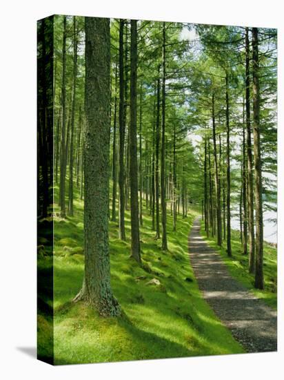 Path and Sunlight Through Pine Trees, Burtness Wood, Near Buttermere, Cumbria, England-Neale Clarke-Stretched Canvas