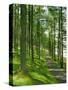 Path and Sunlight Through Pine Trees, Burtness Wood, Near Buttermere, Cumbria, England-Neale Clarke-Stretched Canvas